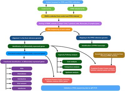 Contrasting Gene Expression Profiles of Monocytes and Lymphocytes From Peste-Des-Petits-Ruminants Virus Infected Goats